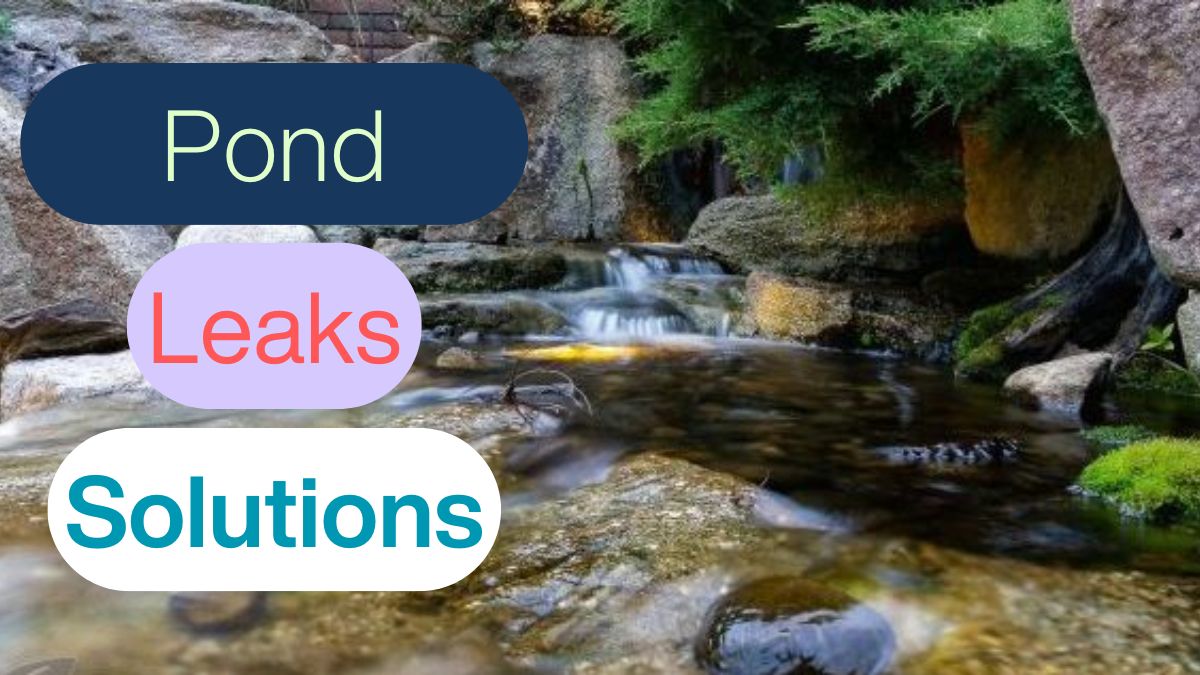 Solutions for pond leaks, showcasing various repair methods and materials to ensure water retention and ecosystem health.