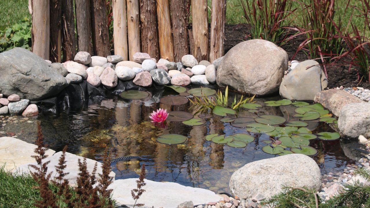 common pond problems