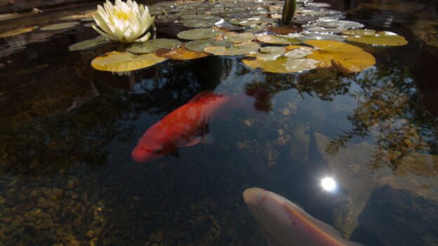 backyard pond