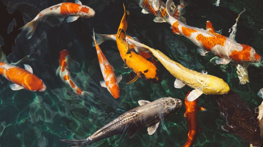 koi pond