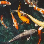 koi pond