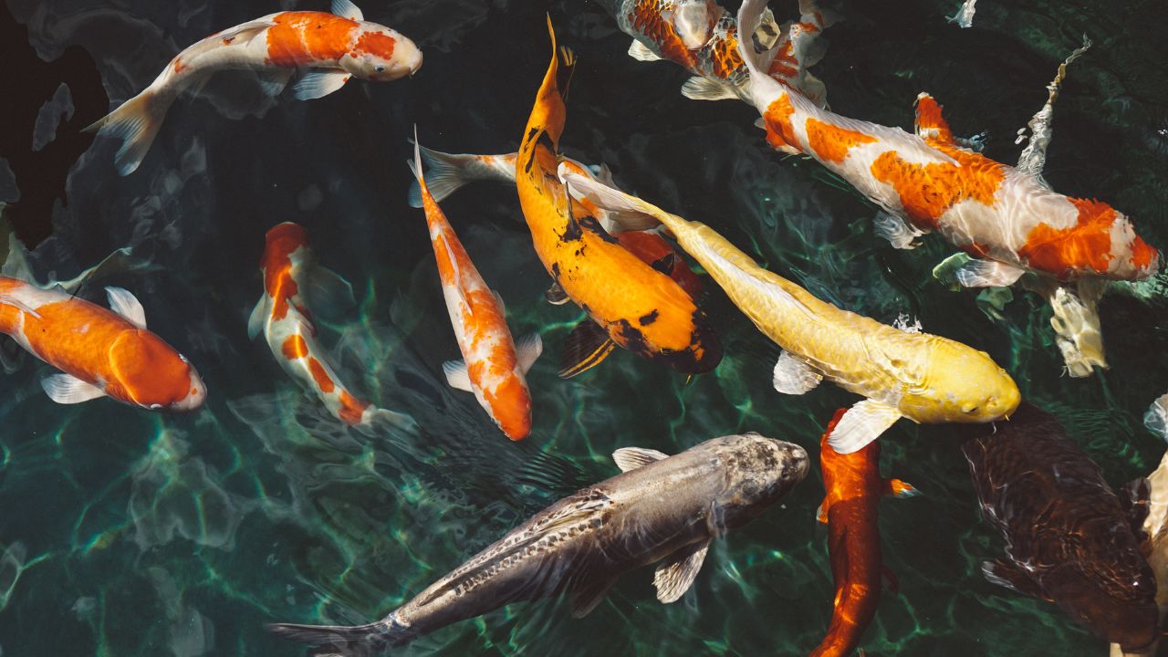 koi pond