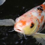 pond and fountain repair in Orange County