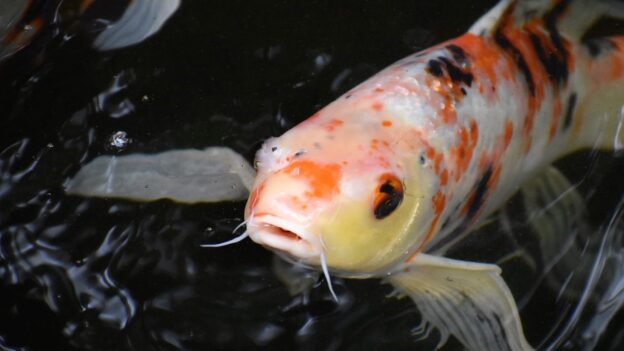 pond and fountain repair in Orange County