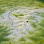 Orange County Pond Services