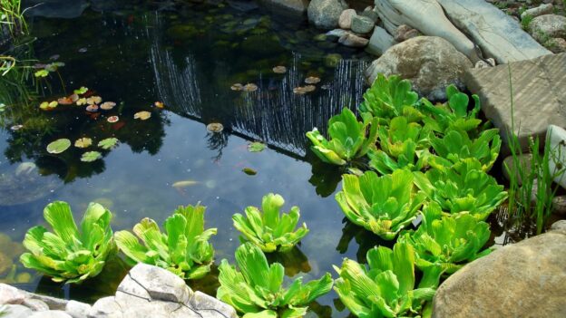 Completed backyard pond with water lilies and natural rock edging