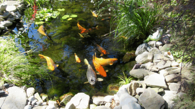 pond and fountain repair in Orange County