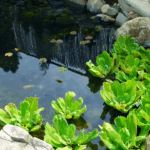 pond and fountain repair in Orange County