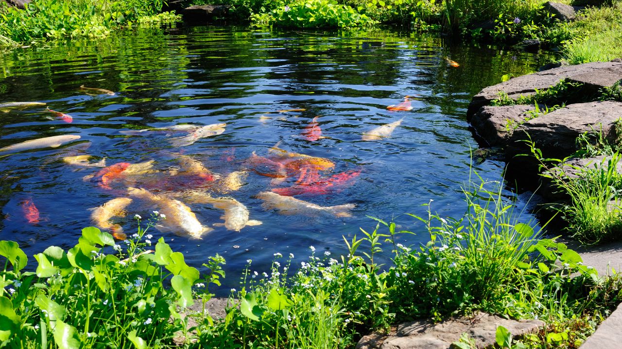 replace pond pump