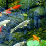maximize your pond's capacity