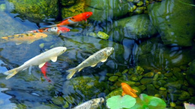 maximize your pond's capacity