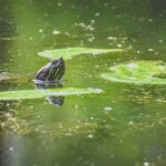 pond water foam causes