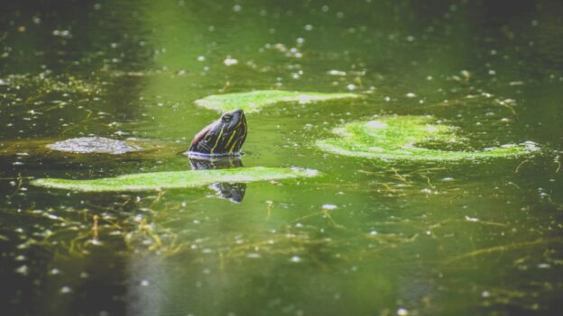 pond water foam causes