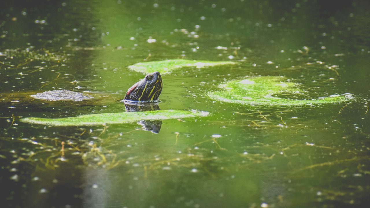 pond water foam causes