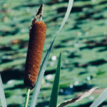 pond maintenance