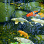 koi fish care Orange County professional