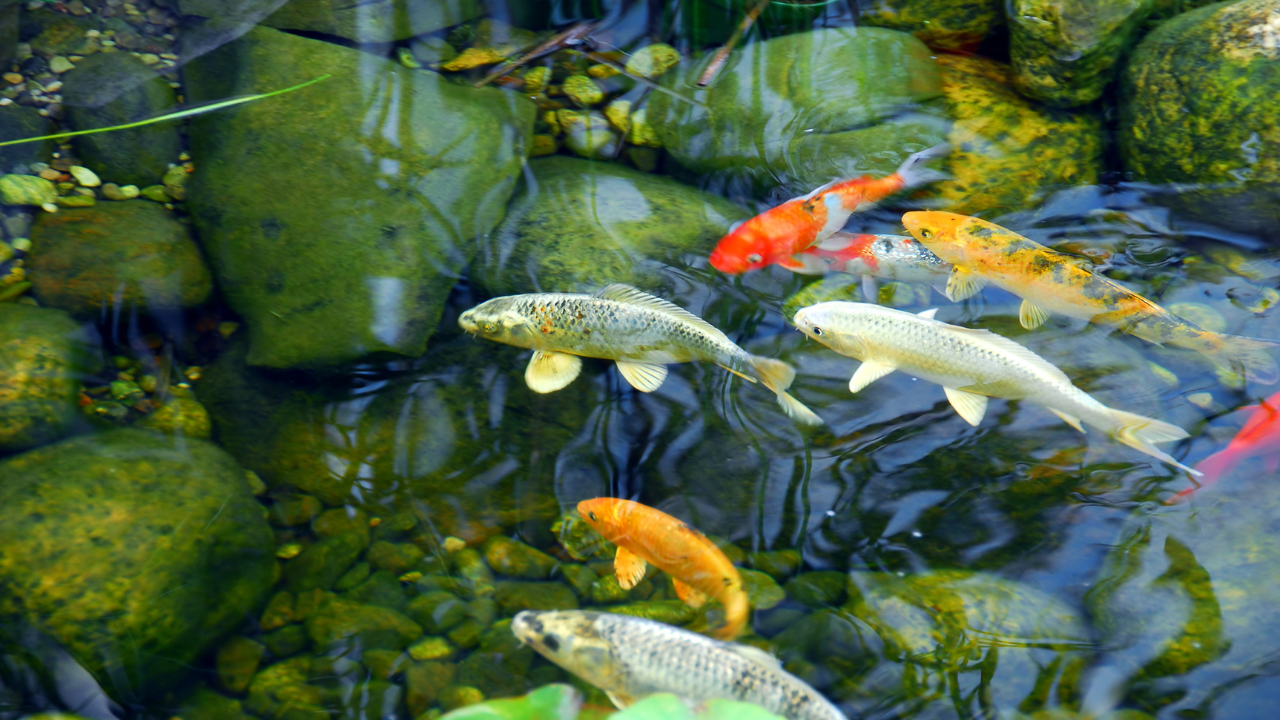 koi fish care Orange County professional