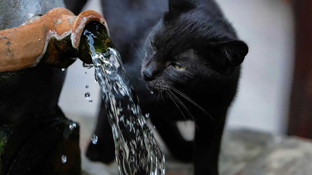 Orange County Pond Services - Are Outdoor Fountains Safe for Pets Understanding Risks and Precautions