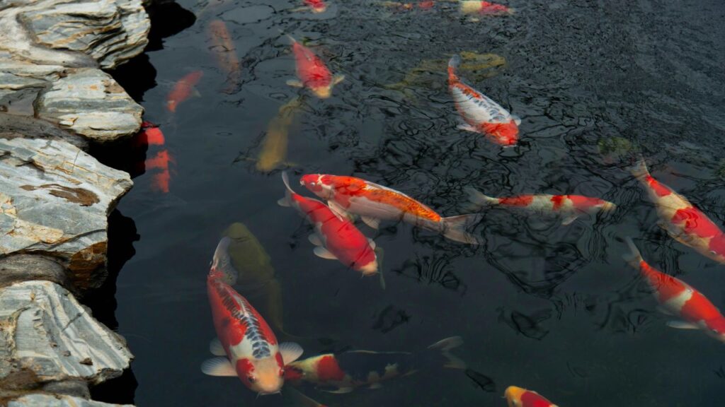 pond and fountain parts and supplies