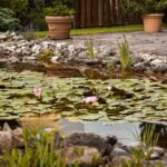 How to Choose a Pond Maintenance Service in Orange County