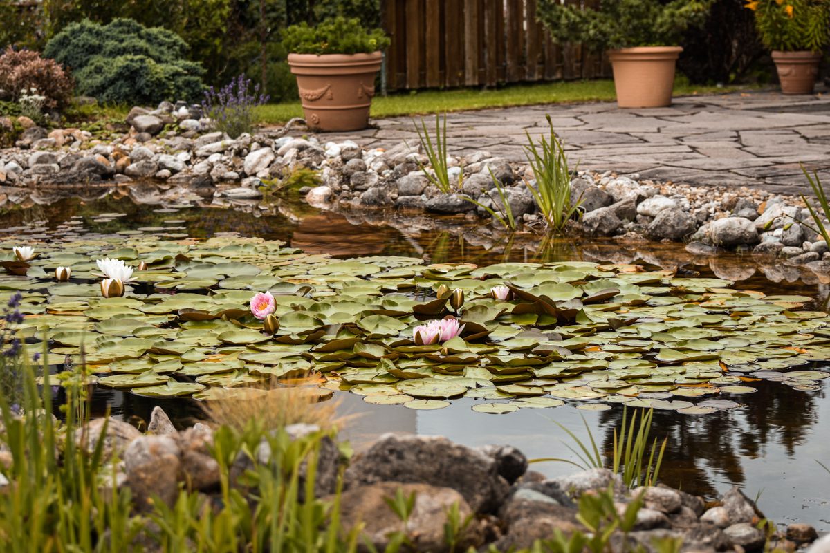 How to Choose a Pond Maintenance Service in Orange County
