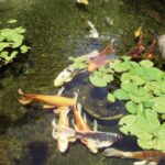 Signs You're Overdue for Pond Service: Warning Signals to Watch