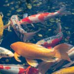 Koi Pond Designs for Small Orange County Backyards