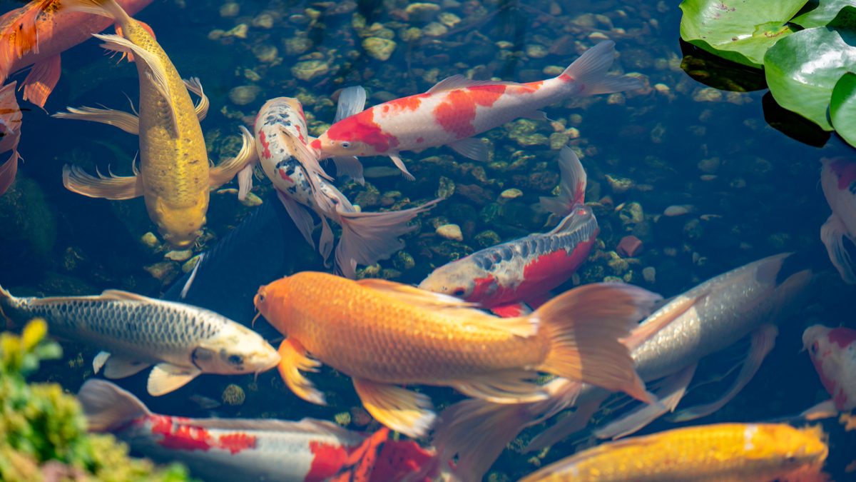 Koi Pond Designs for Small Orange County Backyards