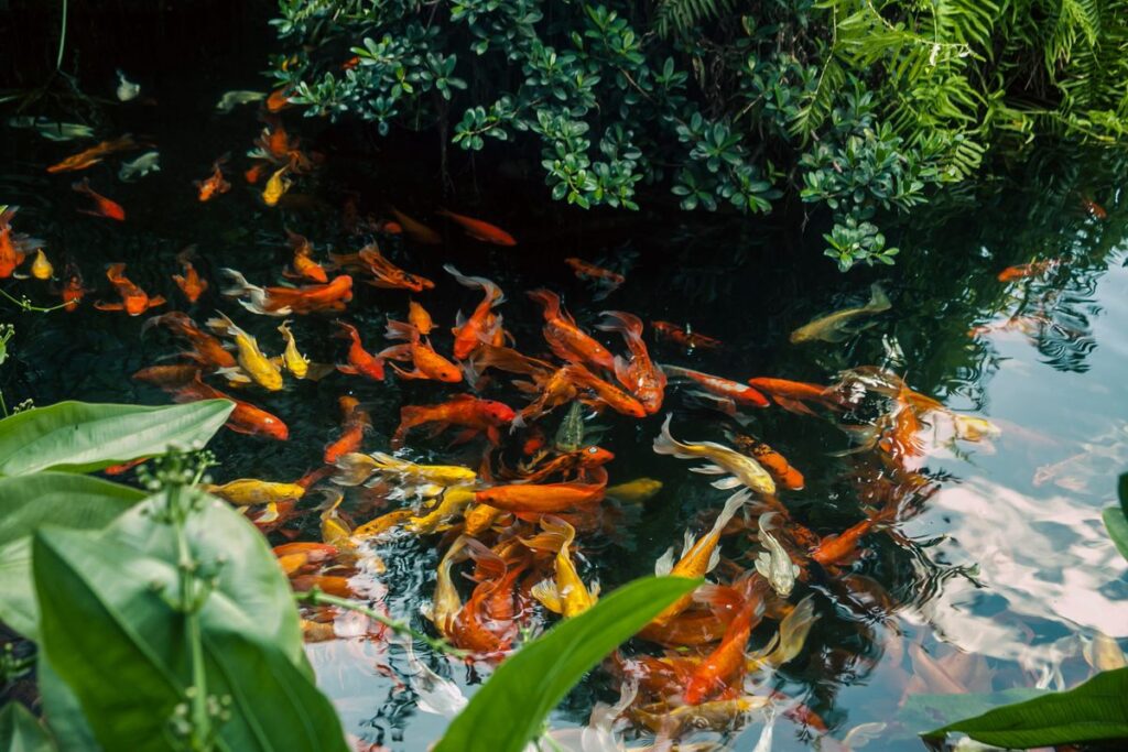 Pond Filters for Orange County's Warm Climate