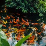 Pond Filters for Orange County's Warm Climate