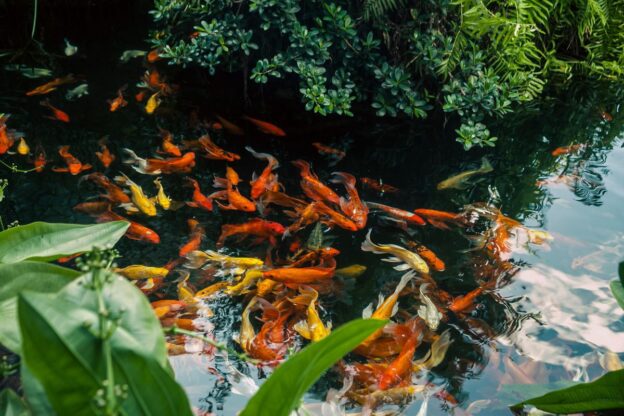 Pond Filters for Orange County's Warm Climate