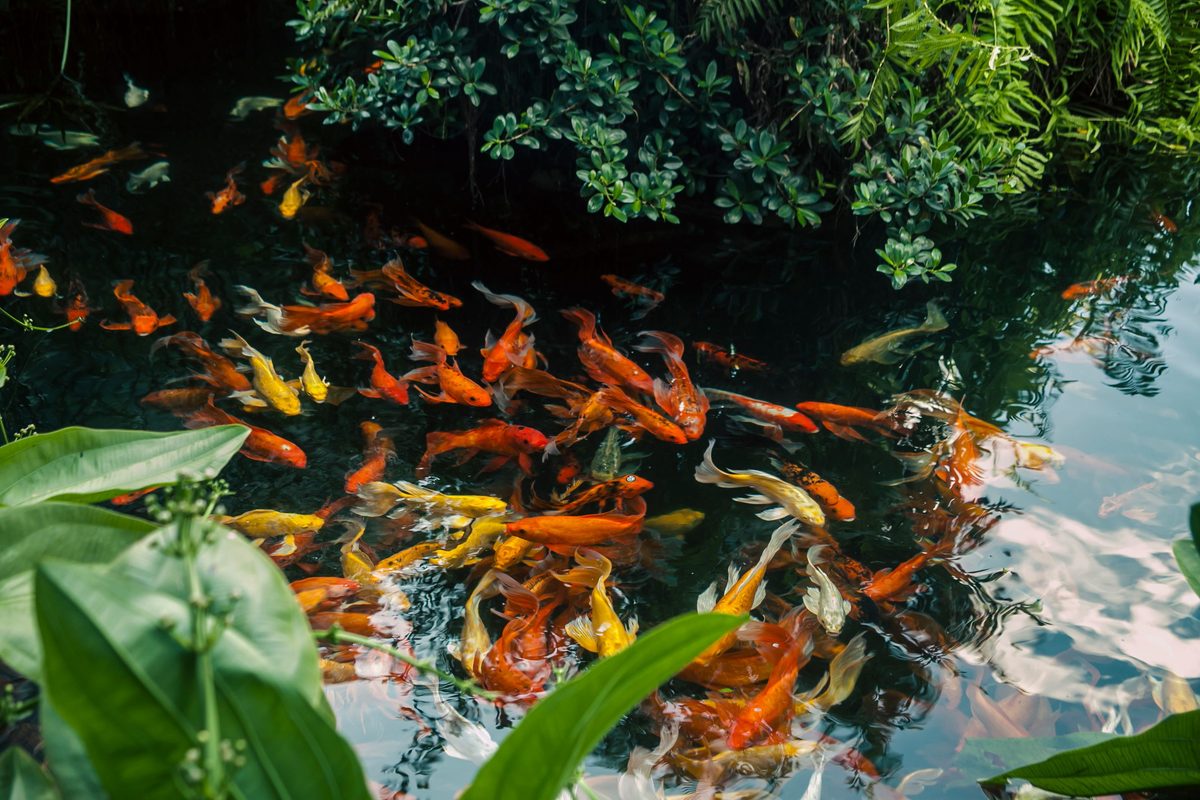 Pond Filters for Orange County's Warm Climate