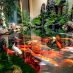 Pond Fish for Southern California Climate