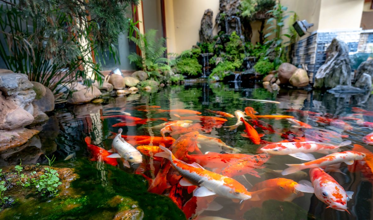 Pond Fish for Southern California Climate