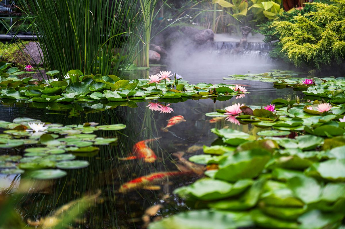 Pond Plants for Orange County's Mediterranean Climate